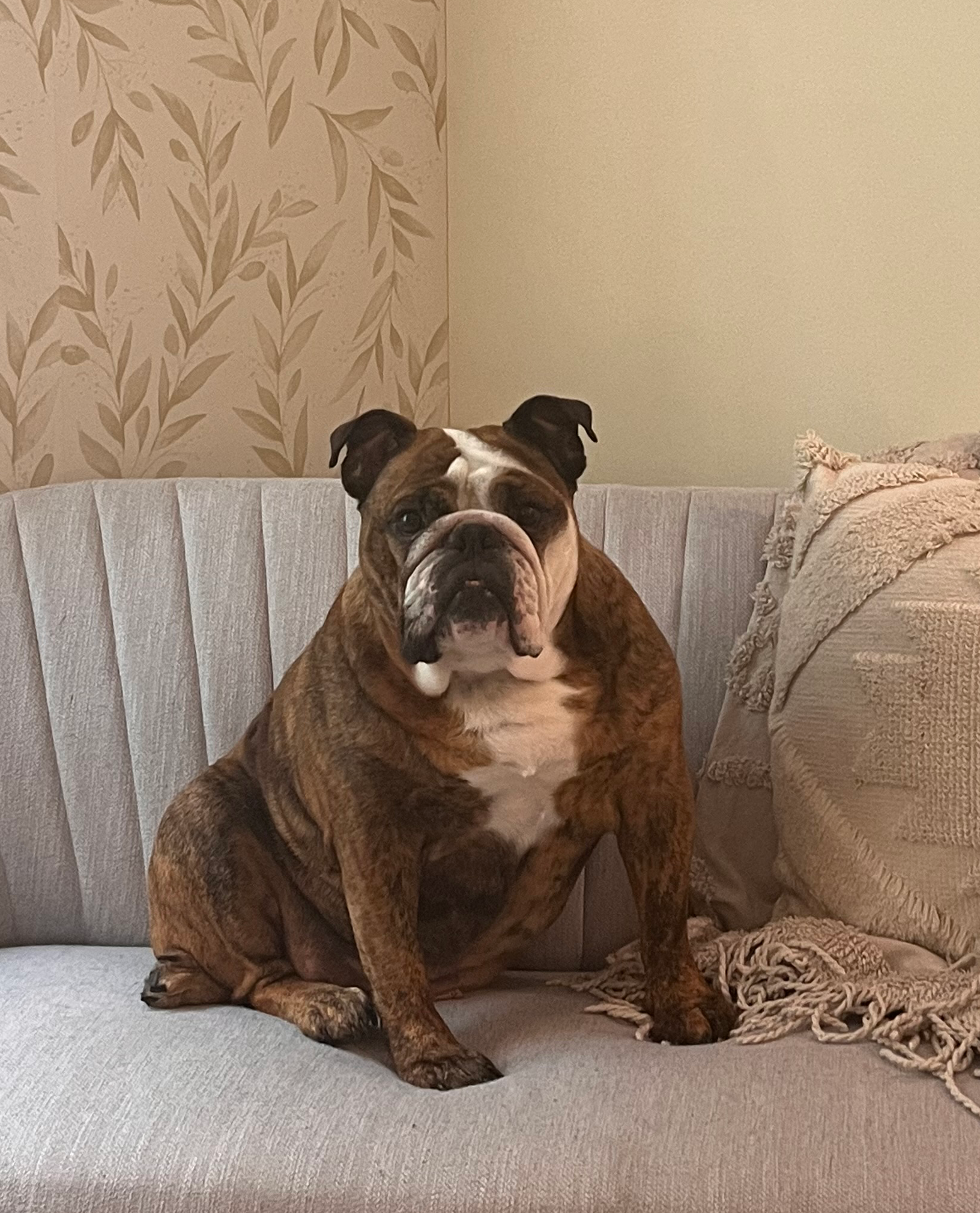brown bulldog with white chest and white markings on chin and right side of face